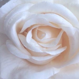 Meet your Posher, Carrie